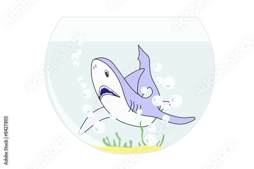 Shark in a fishtank