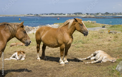 Chevaux et poulains en Bretagne