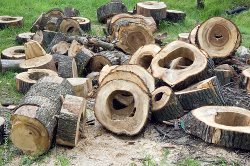 wood for firewood. Stumps with hollows on the grass