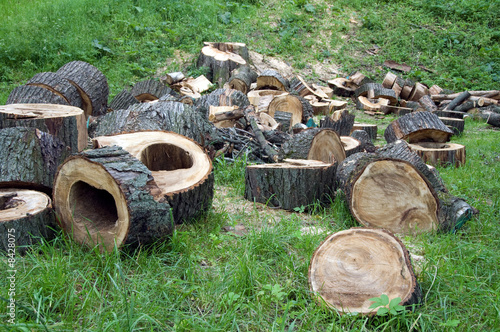 wood for firewood. Stumps with hollows on the grass