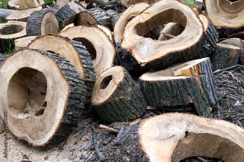 wood for firewood. Stumps with hollows on the grass