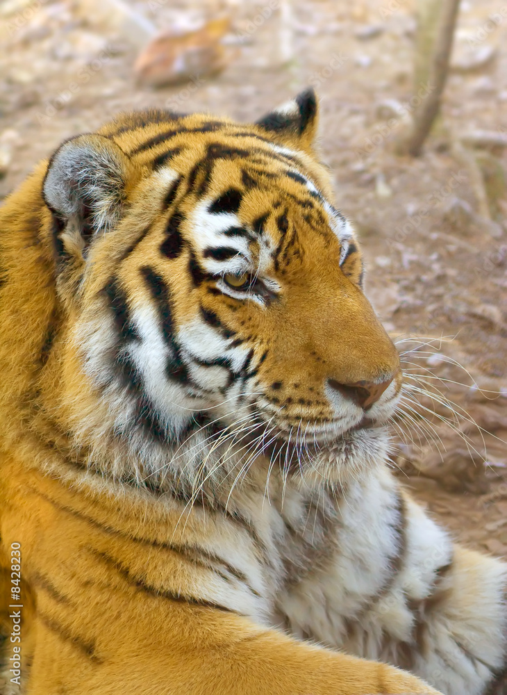 tiger tiger