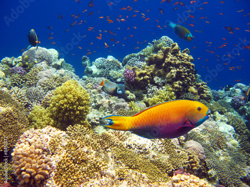 Tropical coral reef © Vintonyak Roman