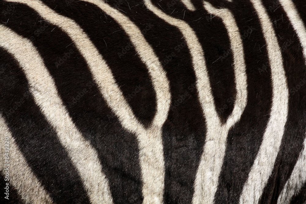 Zebrastreifen Zebrastreifen