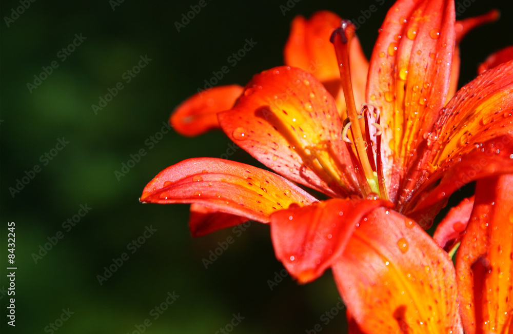 beautiful blooming orange flower #2 beautiful blooming orange flower #2
