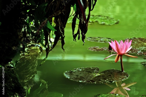 Fotografie nenuphar