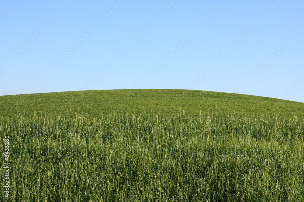 Landscape - green grass - blue sky