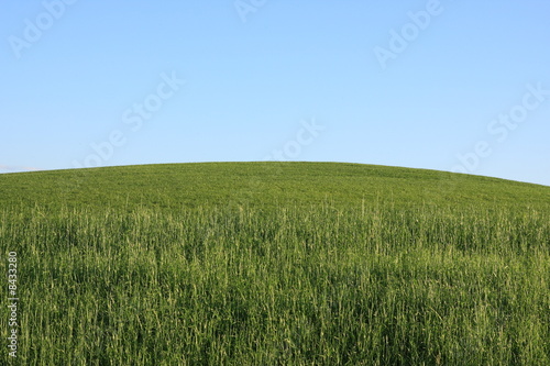 Landscape - green grass - blue sky