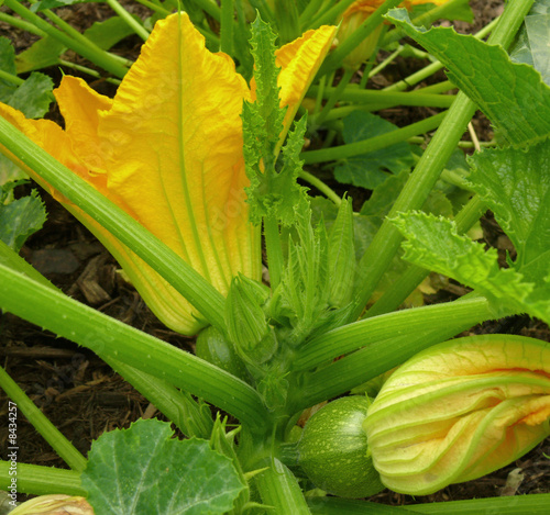 plant of courgette with flower2