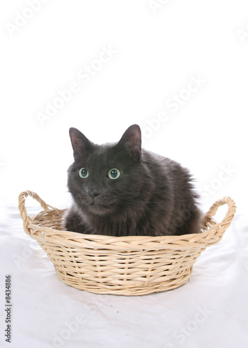 black cat in wicker basket © sparkmom