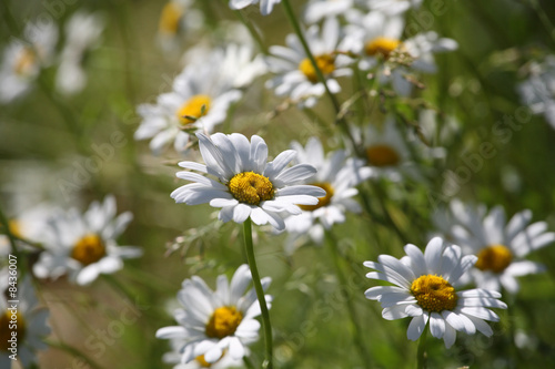 A lot of  of daisies on a summer field © Mikael Damkier