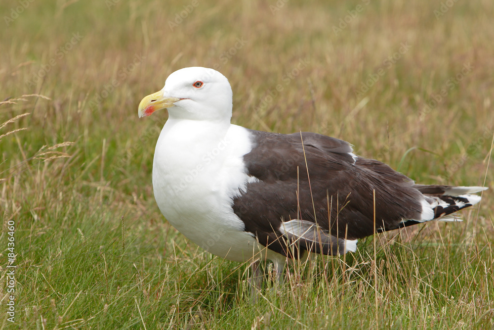 mouette mouette