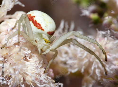 White spider