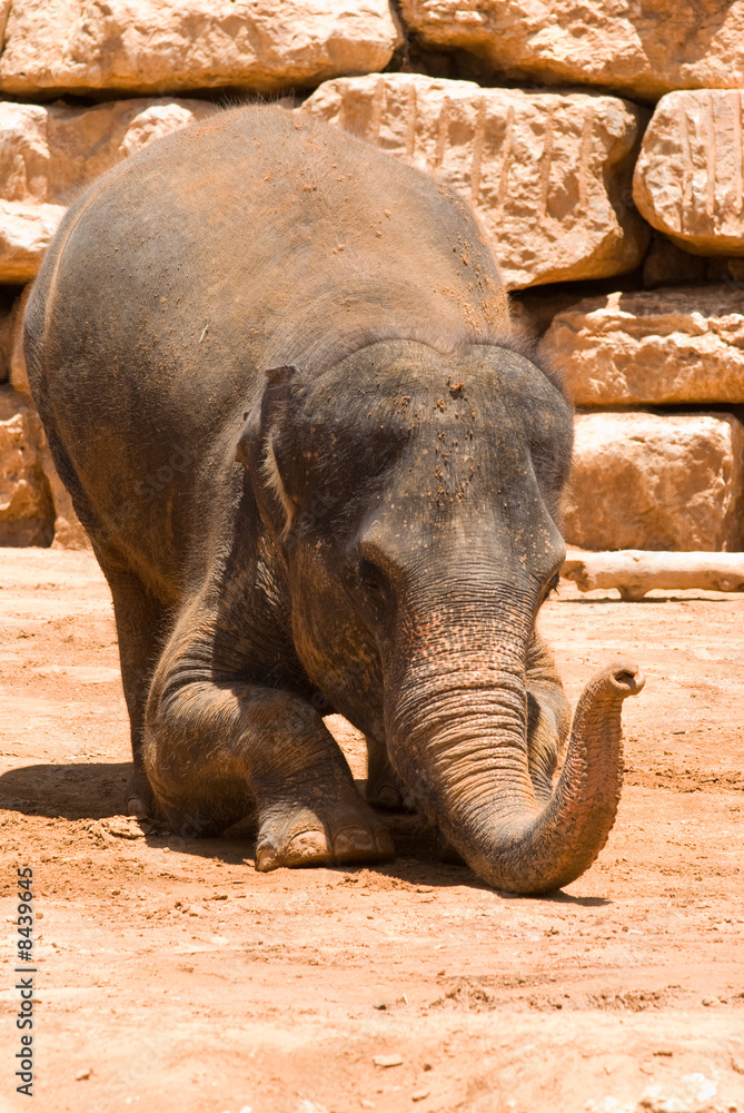 Fototapeta premium The Asian Elephant in Jerusalem Zoo