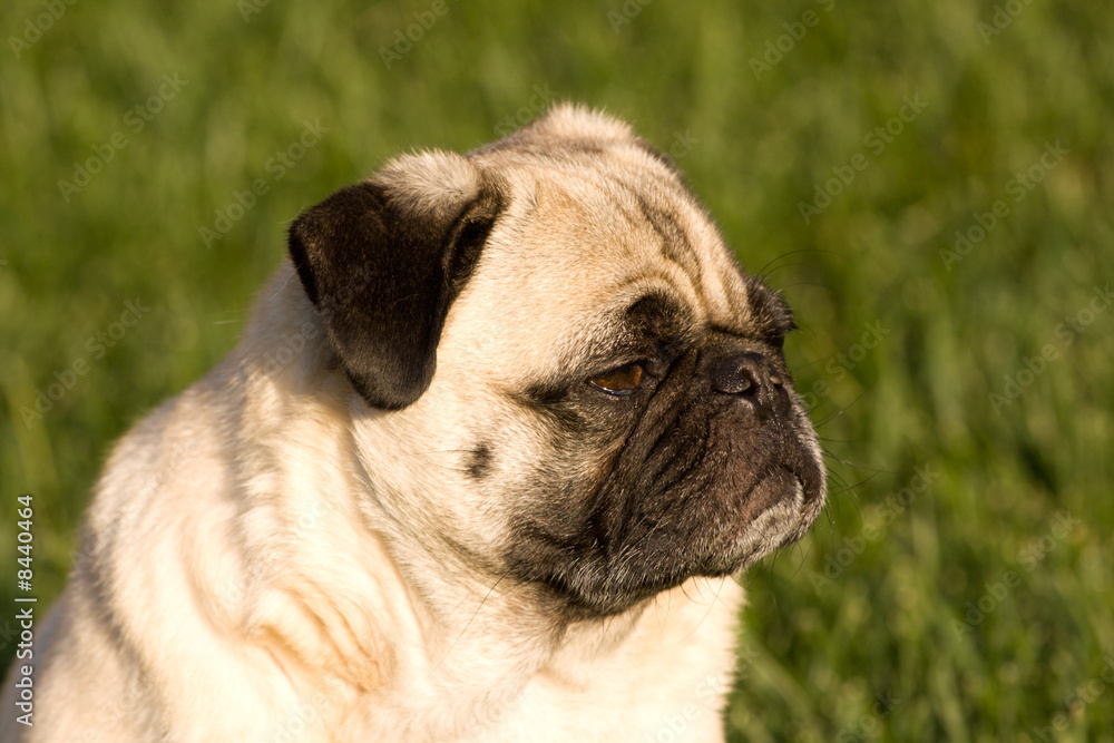 Pug dog in the sun Pug dog in the sun