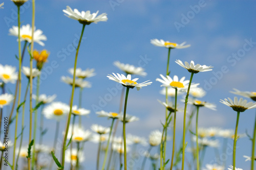 daisy flowerson sky background