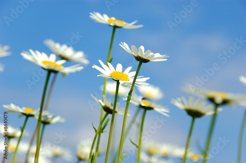 daisy flowerson sky background