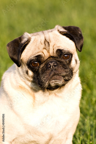 a beautiful Pug dog