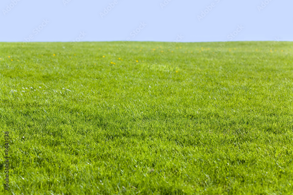 Green field and blue sky