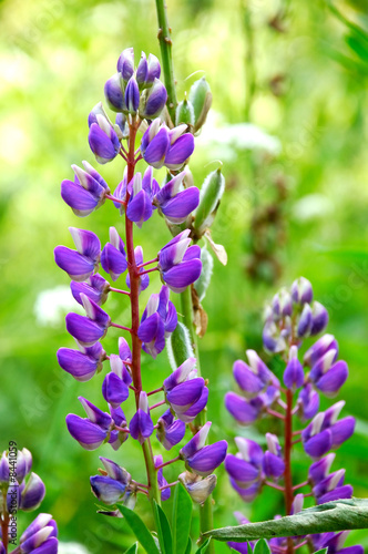 lupine flower bloom