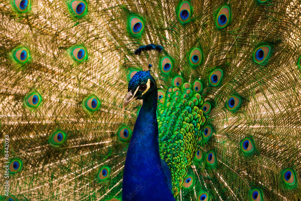 Obraz premium peacock