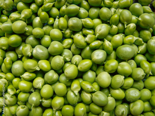 Petit Pois photo