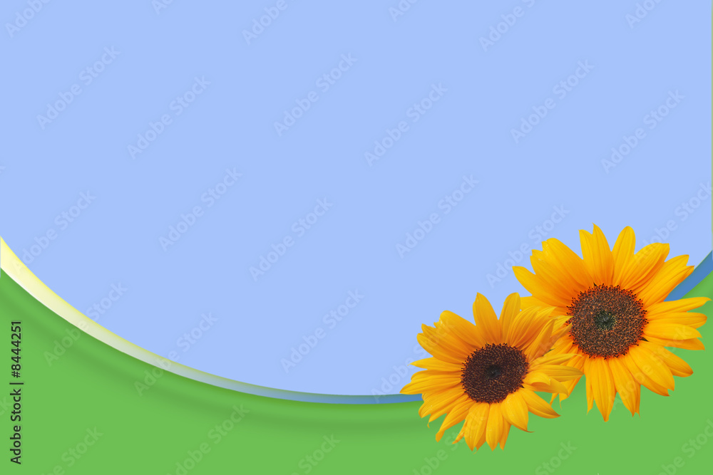 Fototapeta premium Sunflower, background