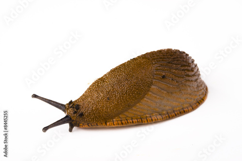 a slug on white background