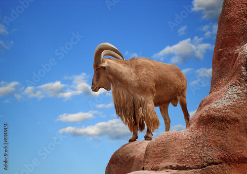 Aoudad photo