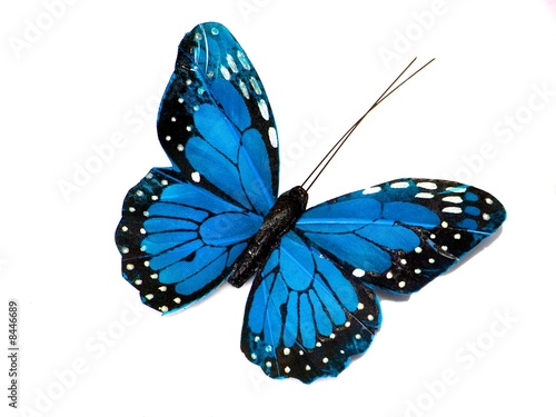 A blue butterfly