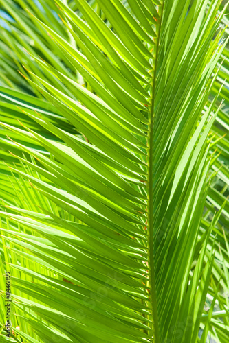 palm tree background