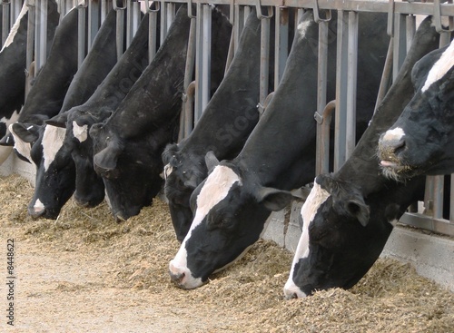 Cows Feeding