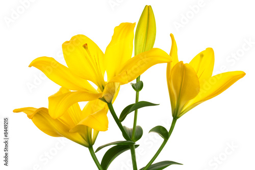 Beautiful yellow lily