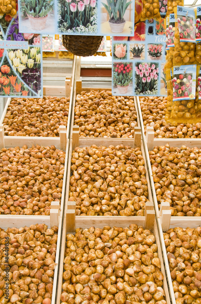 flower bulb plant store display in flower market amsterdam flower bulb plant store display in flower market amsterdam