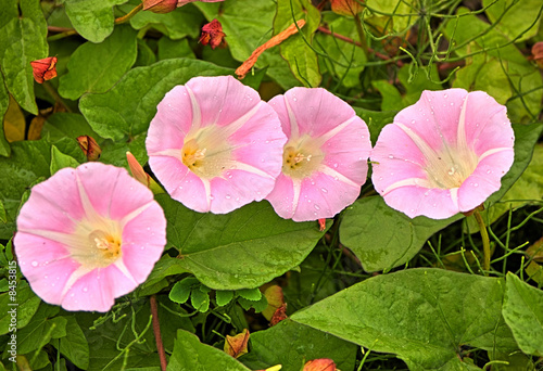 Bindweed flower