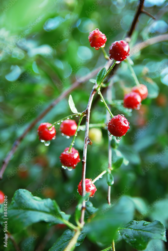 Cherries on tree