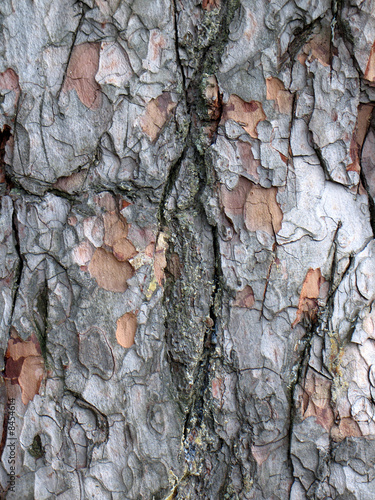bark of a tree