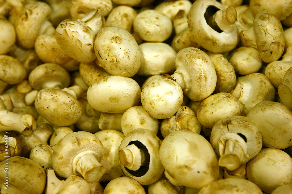 close up white mushroom