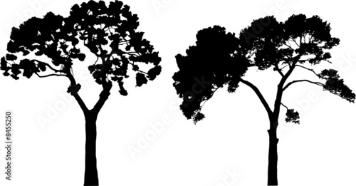 Two tree silhouettes on white photo
