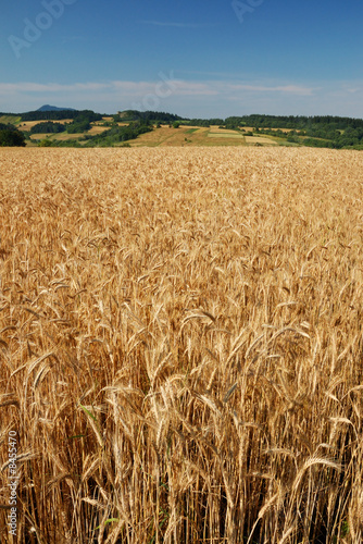 Field of wheat