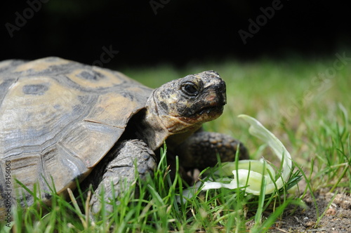 Tortue Hermann - Testudo Hermanni photo