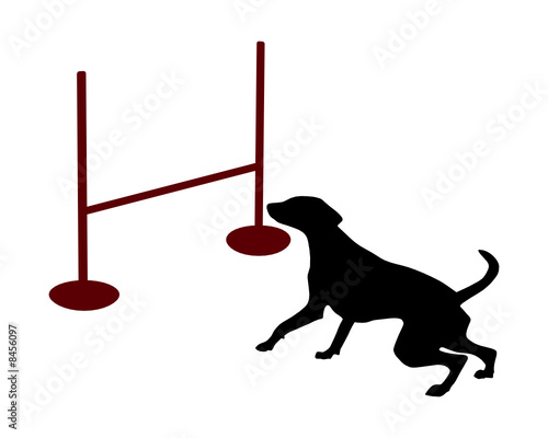 Hundesport, Agility, Sprung