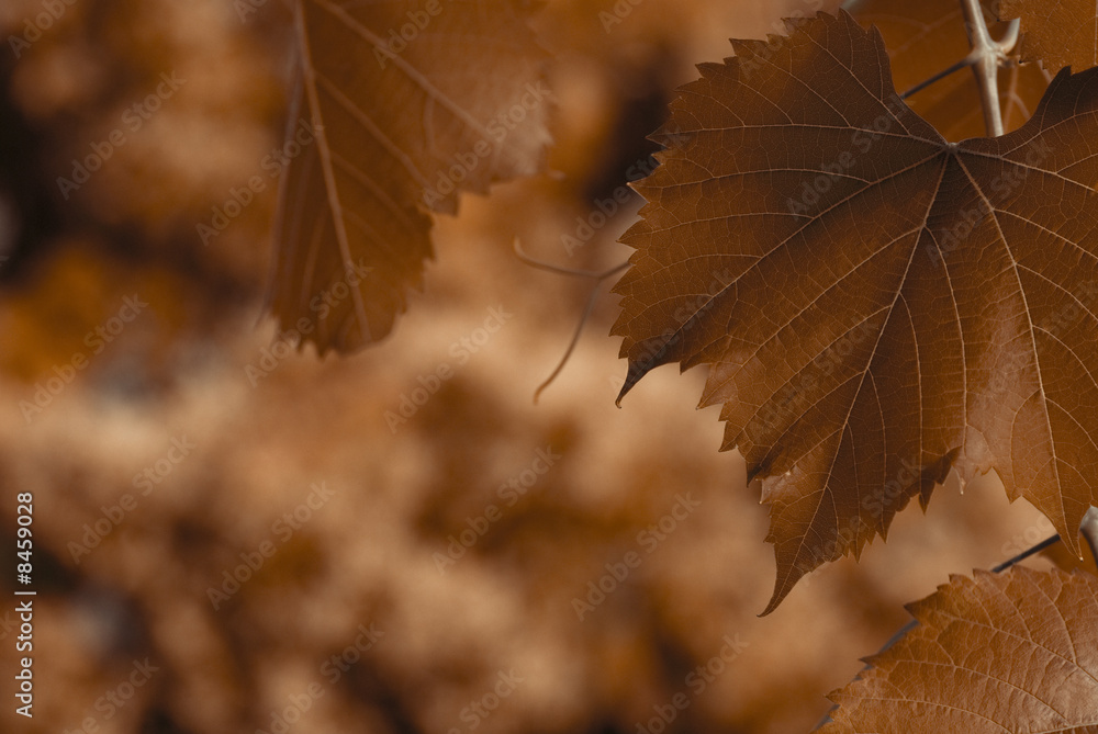 Obraz premium brown leaves in autumn - close up of one brown leaf