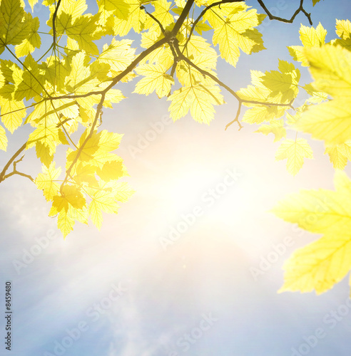 Golden leaves at sunny day
