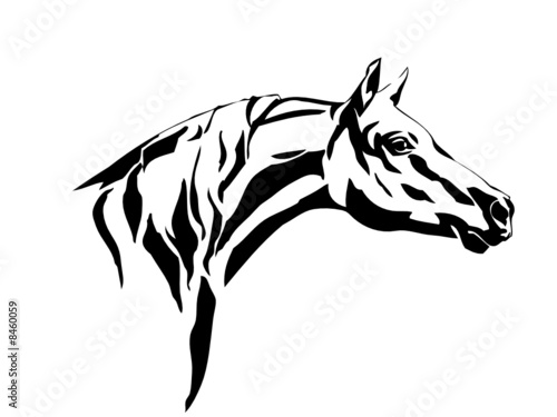 horse head illustration 2