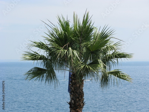 Palme am Gardasee