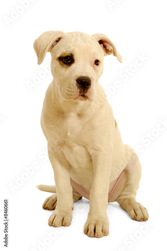 White bulldog puppy