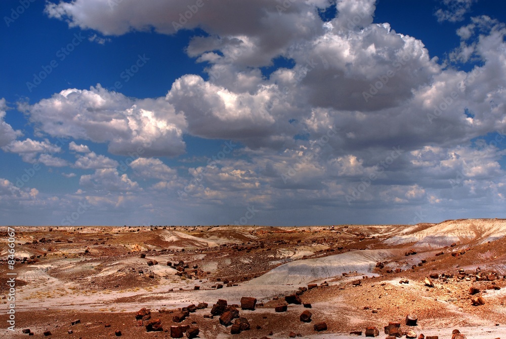 Petrified Forest Petrified Forest