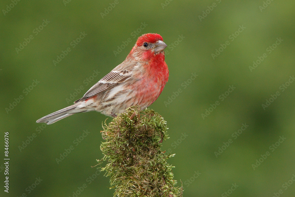 House Finch Male on Moss Covered Branch House Finch Male on Moss Covered Branch