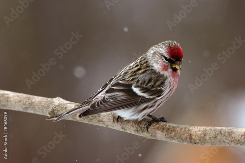 Common Redpoll Male